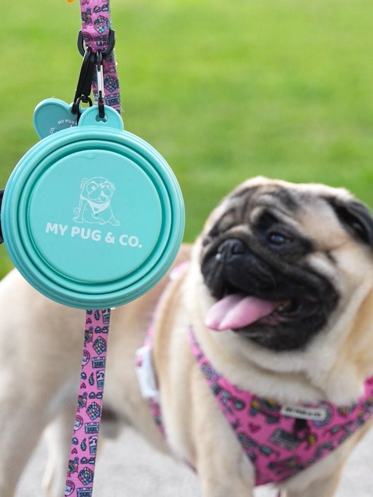 Bebedero Plegable - MyPug&Co